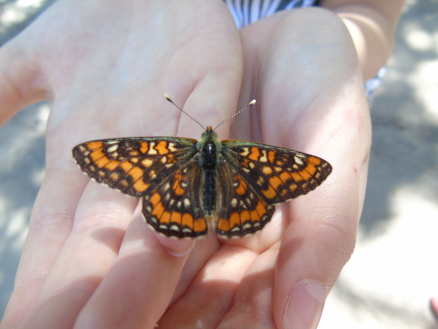 Euphydryas maturna - díszes tarkalepke