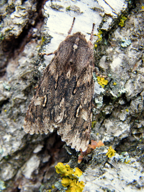 Brachionycha nubeculosa - zömök fésűsbagoly