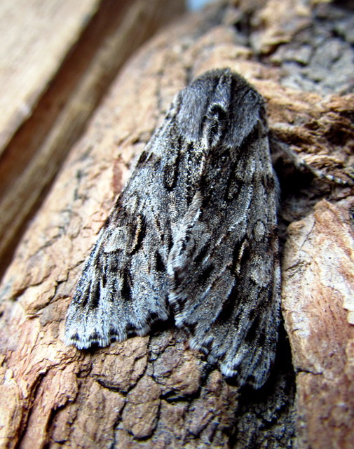 Brachionycha nubeculosa - zömök fésűsbagoly
