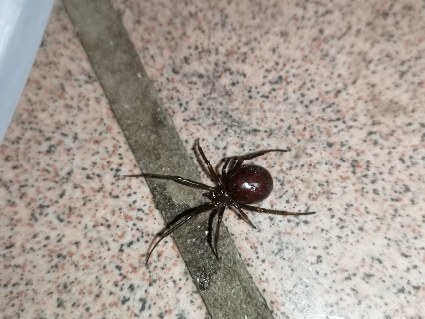 Steatoda grossa - nagy faggyúpók