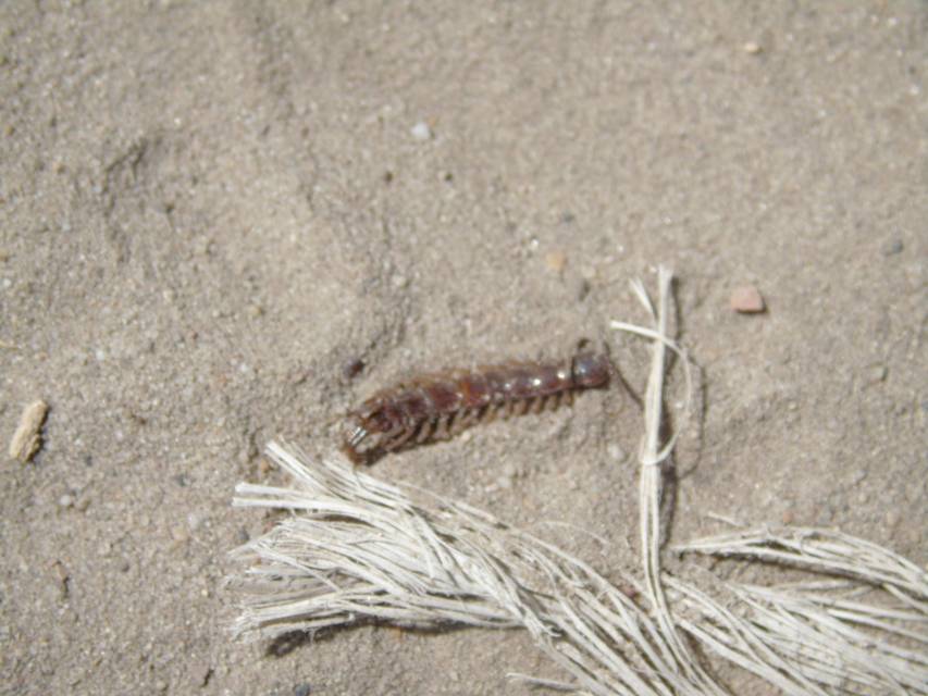 Lithobiidae