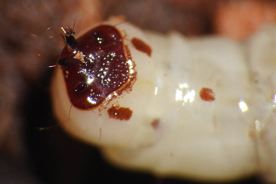 Xylophagidae