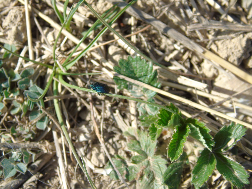 Zicrona caerulea - acélkék poloska Zicrona caerulea - acélkék poloska