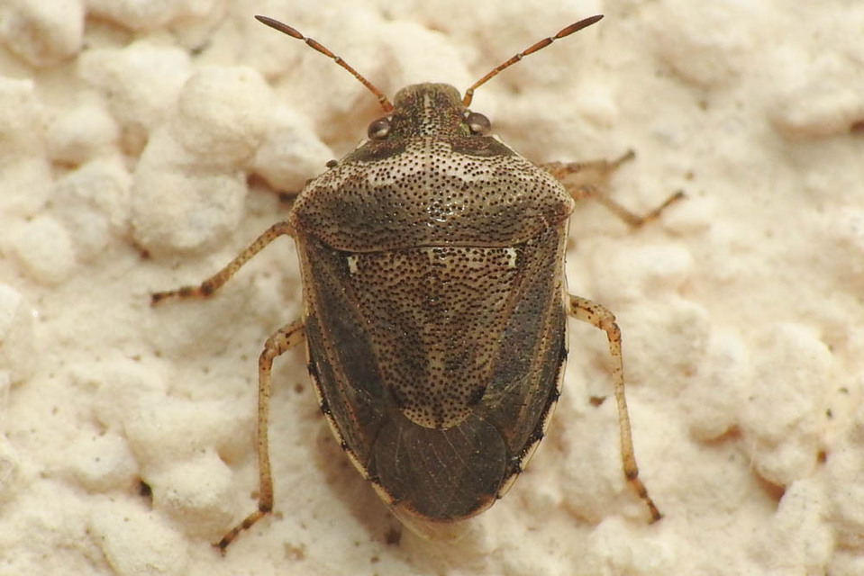 Eysarcoris ventralis - fakó feketefejű-poloska Eysarcoris ventralis - fakó feketefejű-poloska