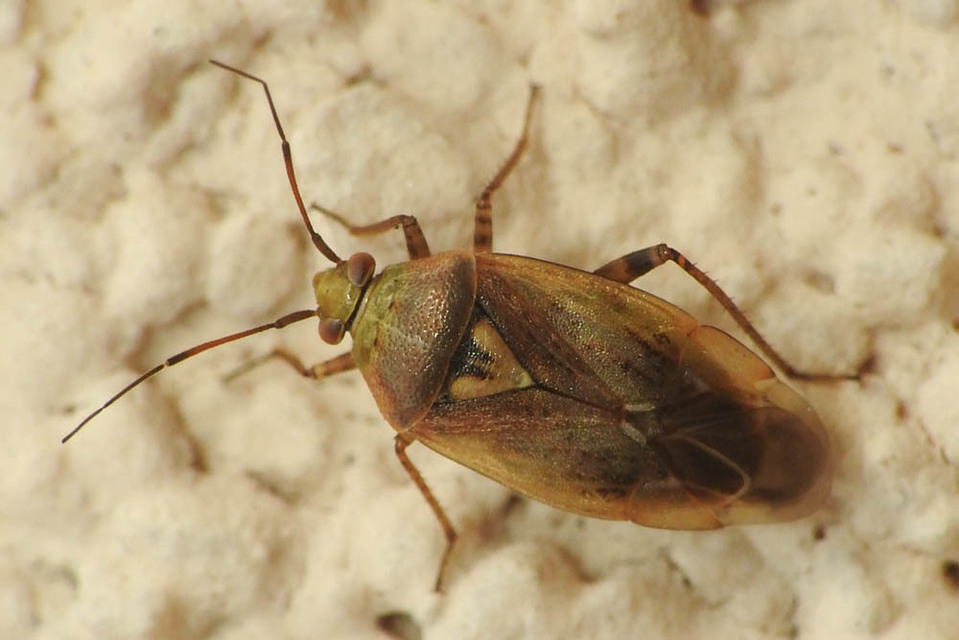 Lygus rugulipennis - molyhos mezeipoloska