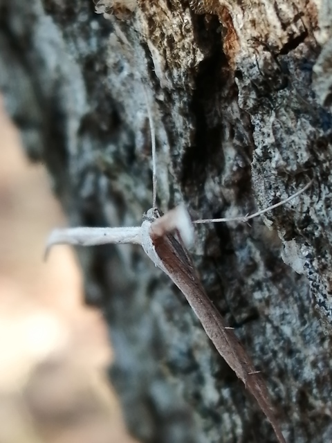 Emmelina monodactyla/argoteles