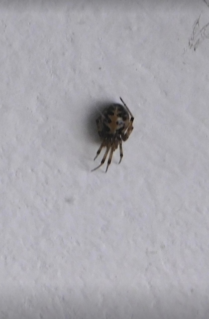 Steatoda triangulosa - háromszöges faggyúpók