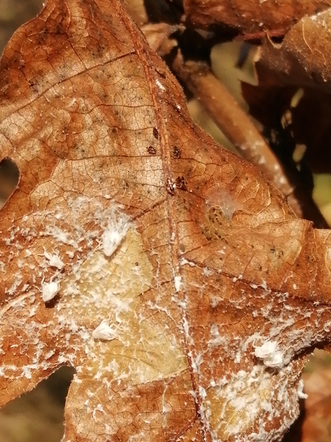 Metcalfa pruinosa - amerikai lepkekabóca