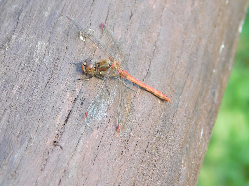 Sympetrum striolatum - harántsávos katona-szitakötő