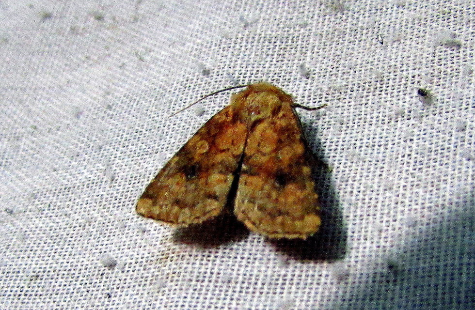 Atypha pulmonaris - tüdőfű-levélbagoly