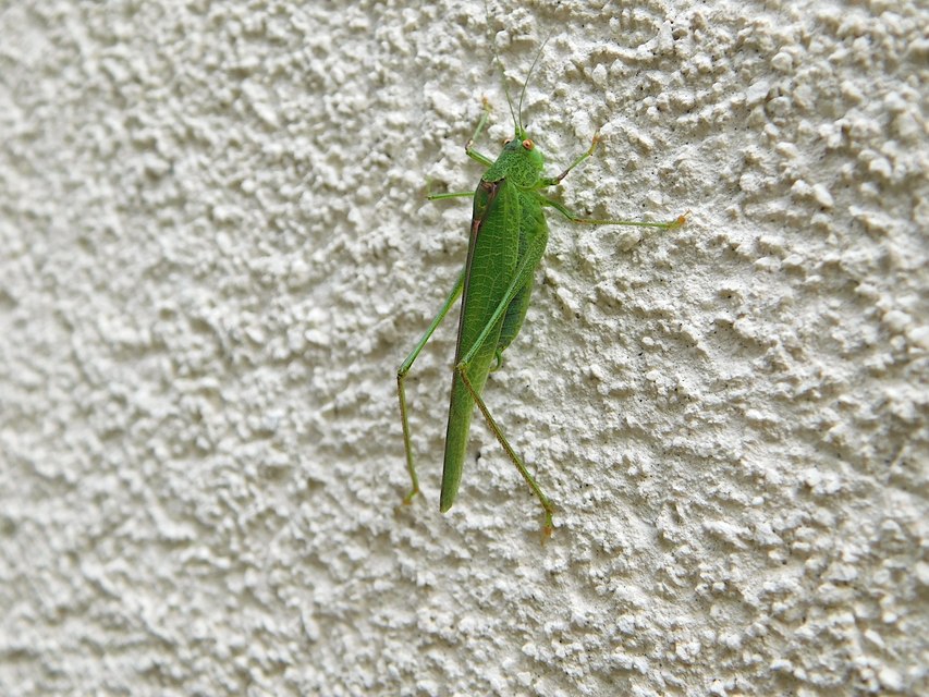 Phaneroptera nana - pontozott repülőszöcske
