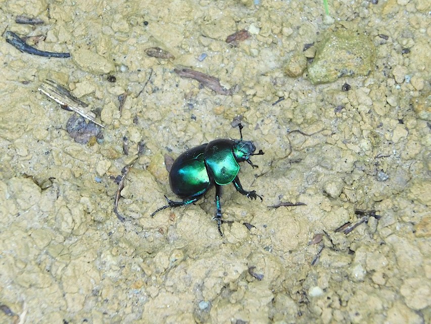 Trypocopris vernalis - tavaszi álganéjtúró