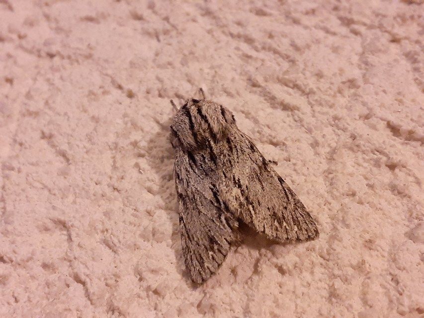 Asteroscopus sphinx - csillagnéző bundásbagoly