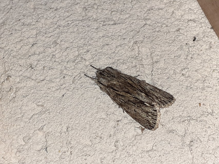 Asteroscopus sphinx - csillagnéző bundásbagoly