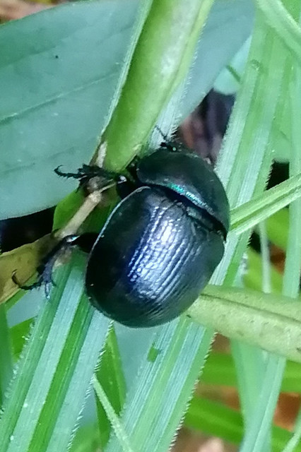 Anoplotrupes stercorosus - erdei álganéjtúró