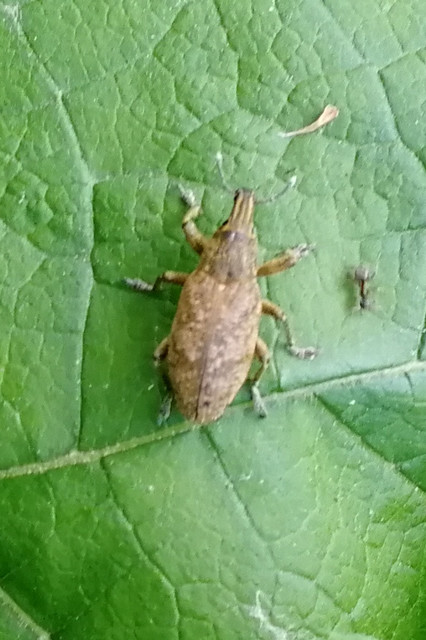 Cleonis pigra - közönséges bogáncsbarkó