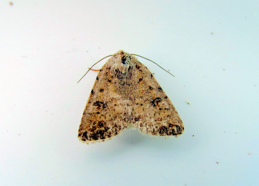 Paradrina clavipalpis - közönséges selymesbagoly