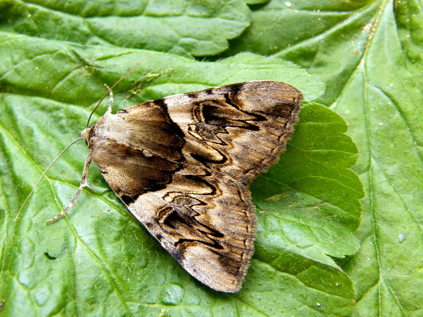 Catocala fulminea - galagonya-övesbagoly