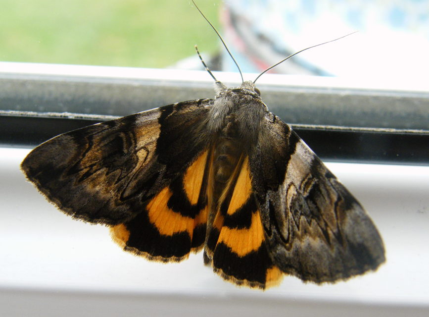 Catocala fulminea - galagonya-övesbagoly