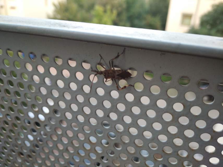Leptoglossus occidentalis - nyugati levéllábú poloska