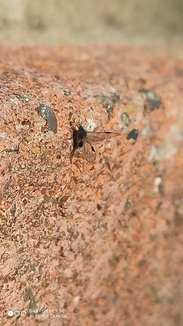 Aphididae - valódi levéltetvek