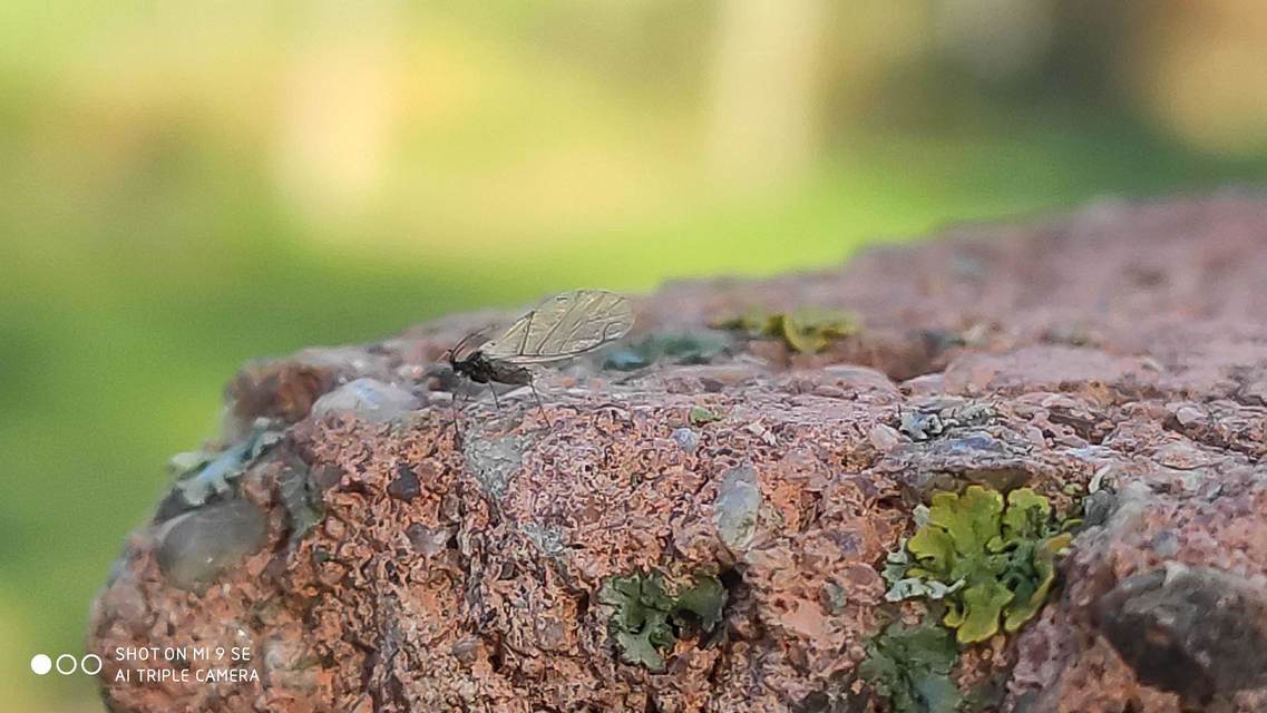 Aphididae - valódi levéltetvek