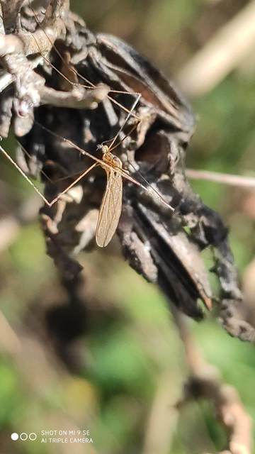 Dicranomyia modesta - szőke iszapszúnyog