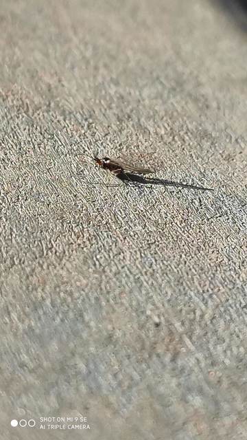 Aphididae - valódi levéltetvek