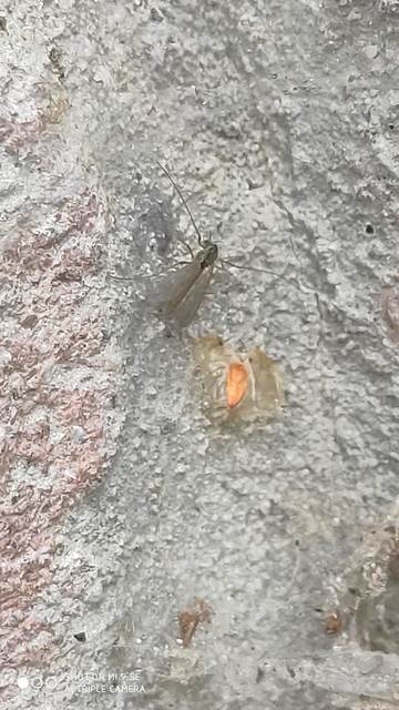 Chironomidae - árvaszúnyogok