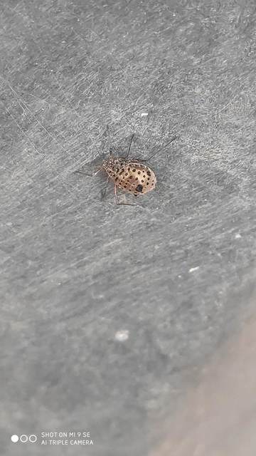 Tuberolachnus salignus