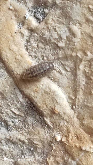 Armadillidiidae
