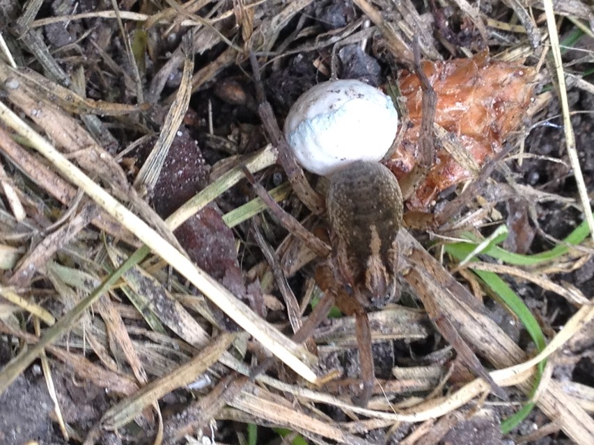 Trochosa