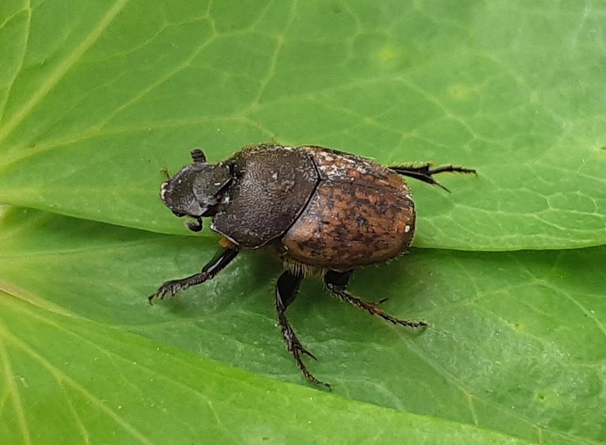 Onthophagus fracticornis - bronzos trágyatúró