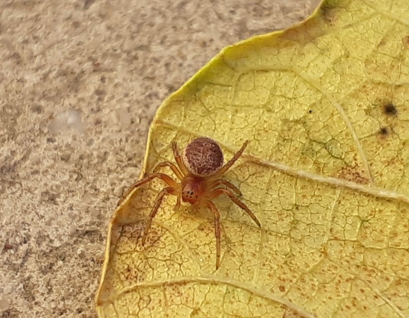 Araniella