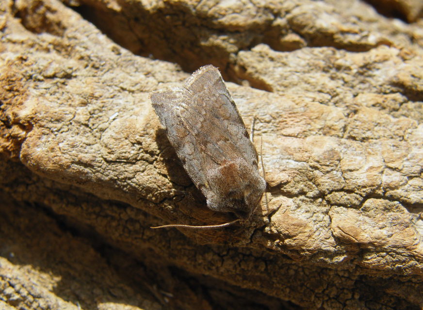Cerastis rubricosa - vörhenyes tavaszibagoly