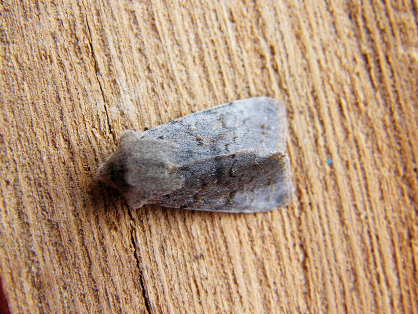 Orthosia populeti - nyárfa-barkabagoly
