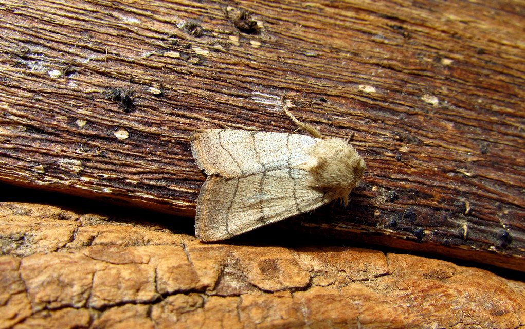 Charanyca trigrammica - háromsávos lombbagoly