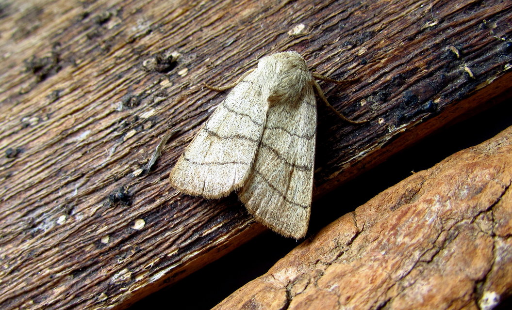 Charanyca trigrammica - háromsávos lombbagoly