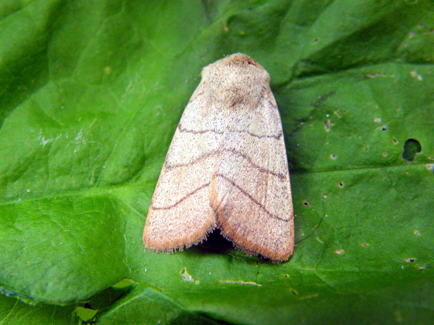 Charanyca trigrammica - háromsávos lombbagoly
