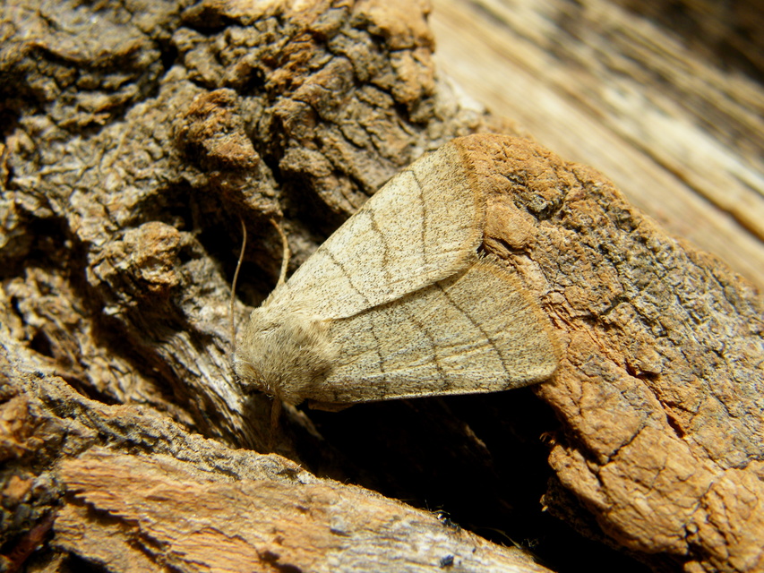 Charanyca trigrammica - háromsávos lombbagoly