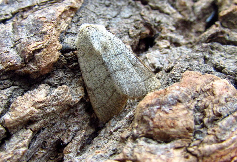 Charanyca trigrammica - háromsávos lombbagoly
