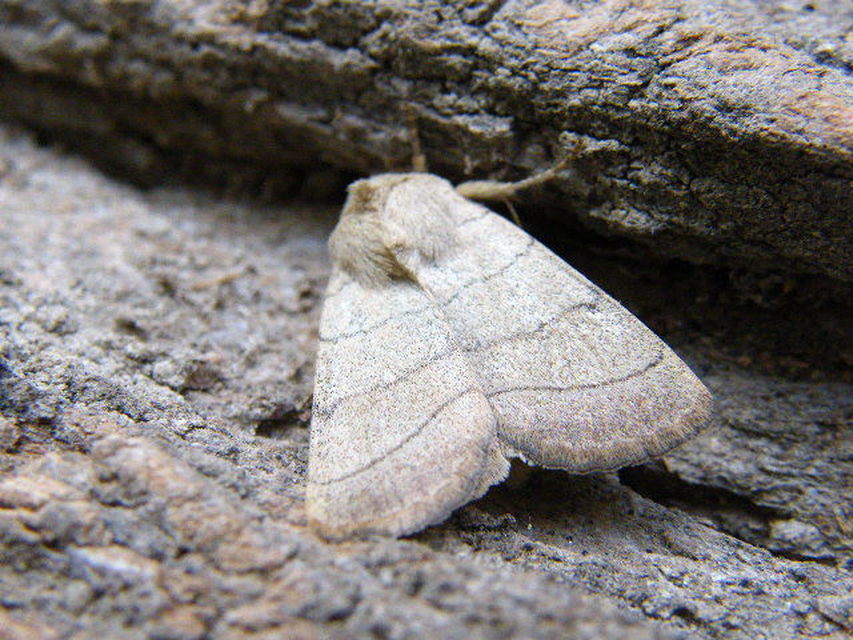 Charanyca trigrammica - háromsávos lombbagoly