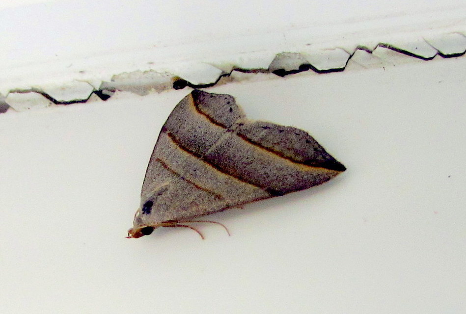 Colobochyla salicalis - háromsávos törpebagoly