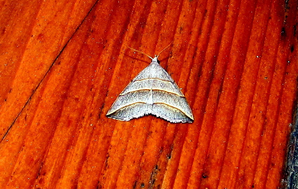 Colobochyla salicalis - háromsávos törpebagoly