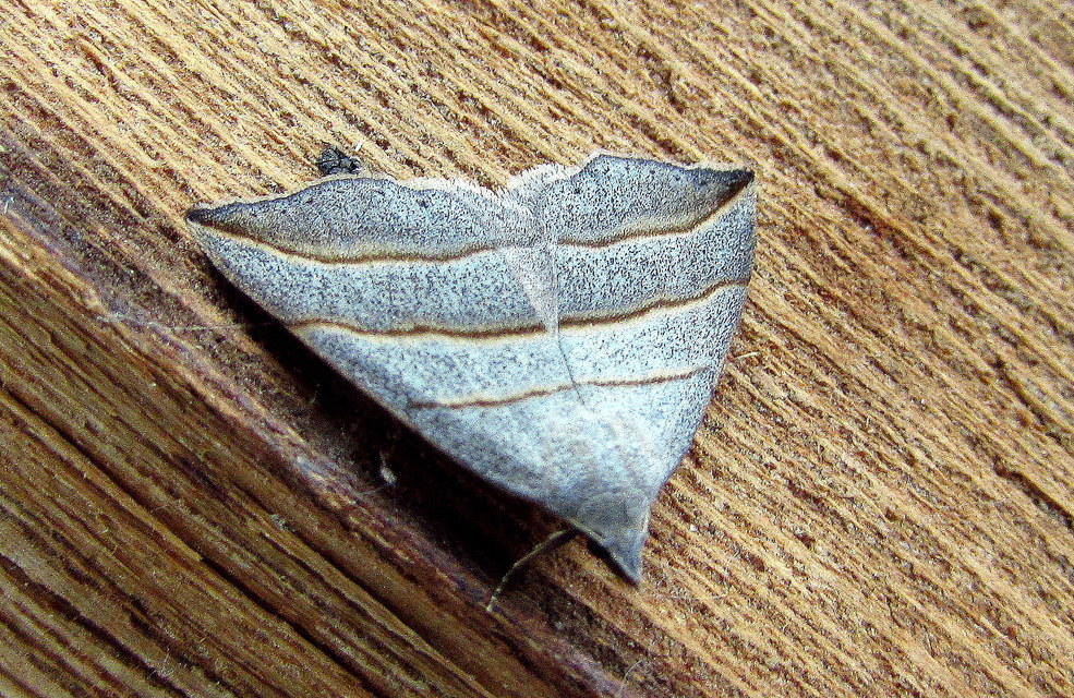 Colobochyla salicalis - háromsávos törpebagoly