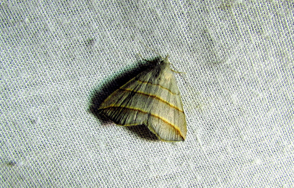 Colobochyla salicalis - háromsávos törpebagoly