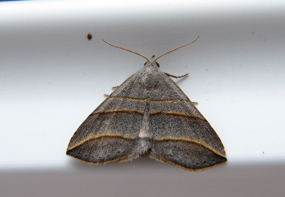Colobochyla salicalis - háromsávos törpebagoly