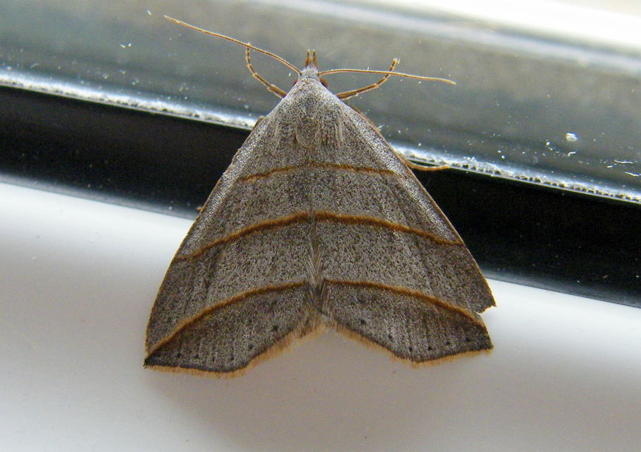 Colobochyla salicalis - háromsávos törpebagoly