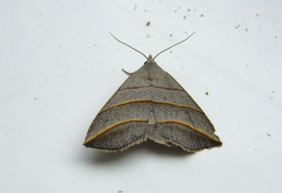 Colobochyla salicalis - háromsávos törpebagoly