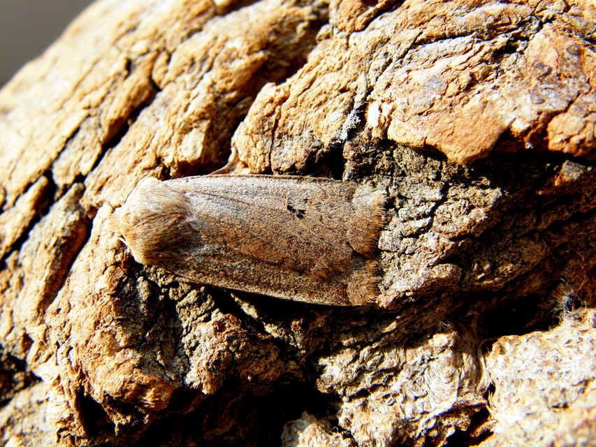 Conistra rubiginosa - szürke télibagoly